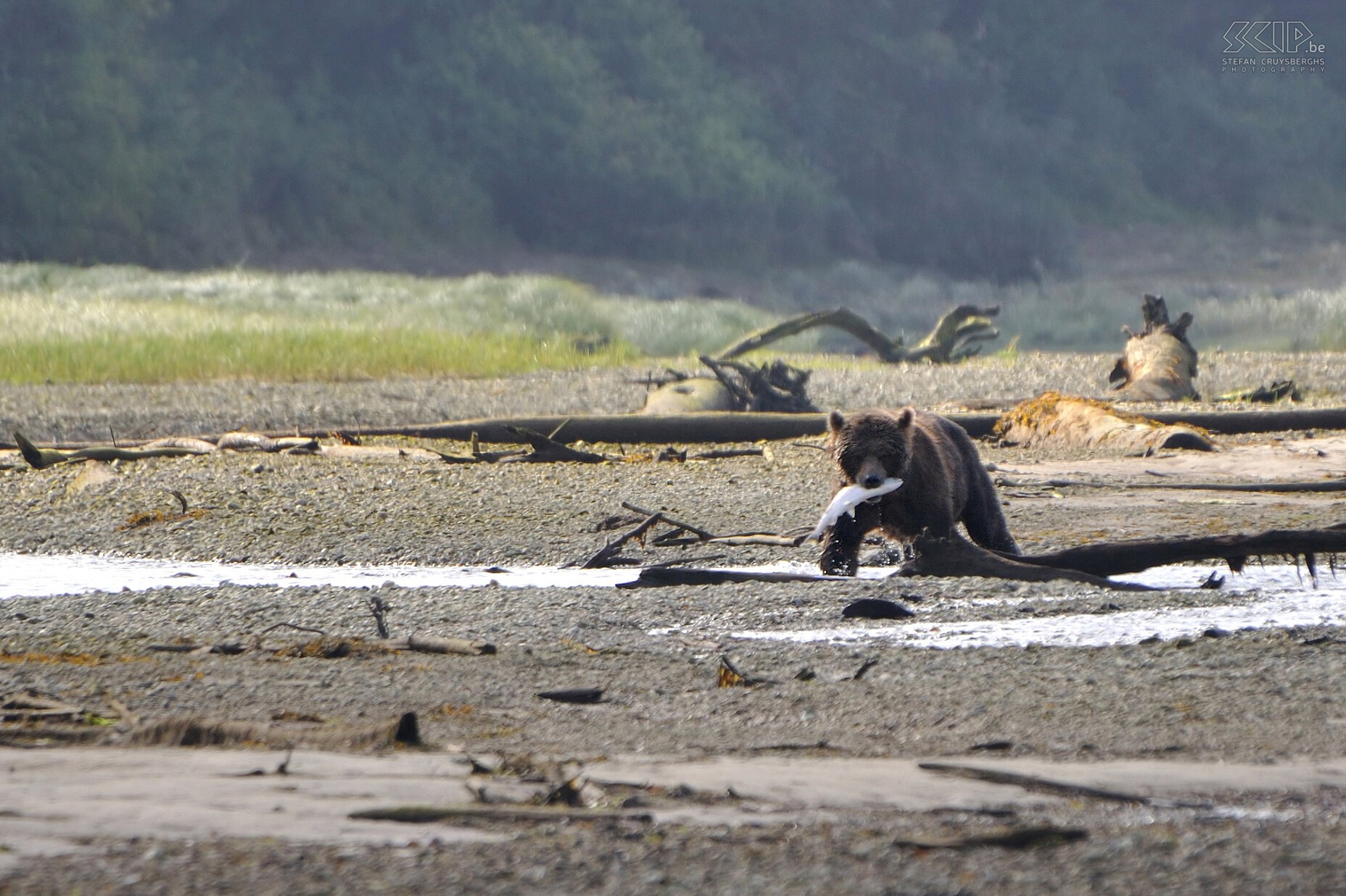 Knight Inlet - Brown bear The brown bear catches a salmon Stefan Cruysberghs